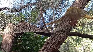 Mr. Three-legs Squirrel Monkey 🐒
