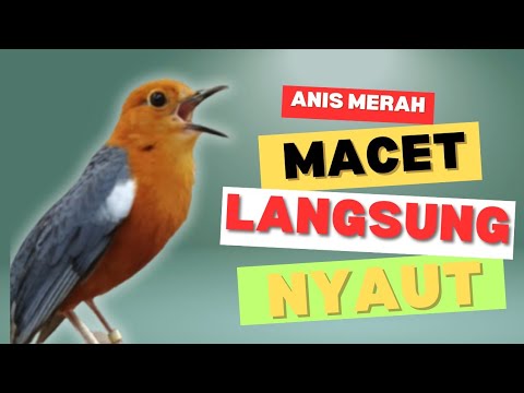 LANGSUNG NYAUT 10000 % ‼️ ANIS MERAH MACET BUNYI JIKA DENGAR SUARA INI PASTI NYAUT LANJUT GACOR | 69