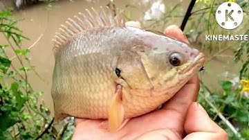 Câu cá rô đồng điểm câu anh em cần thủ đợi @chuachactv