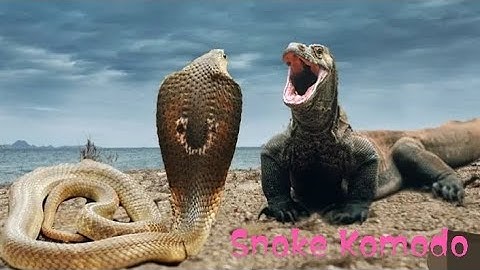 Cobra Tries to Hunt Monitor Lizard             Snake vs komodo real fight video