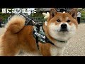 鹿さんになりまちた