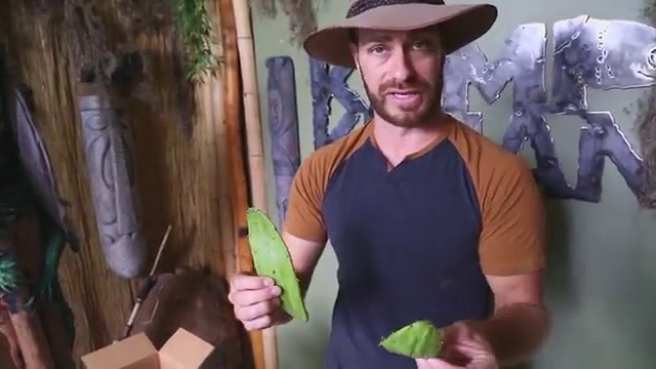 funny video memes Tortoise Shipping! : Kamp Kenan S3 Episode 20