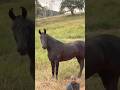 #cavalo #magalarga #girona #gironda #mercadoagricola #pecuarista #fazenda #vidanaroça #agro