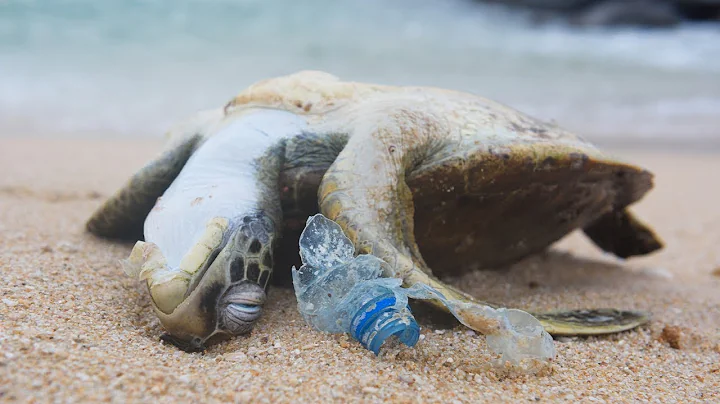 POWERFUL VIDEO: Why We Need to Stop Plastic Pollution in Our Oceans FOR GOOD | Oceana - DayDayNews