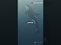 Killer Whales: The Giant Dolphins with Unique Sleeping Habits
