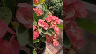 Euphorbia | Summer flowering Plant | #shorts