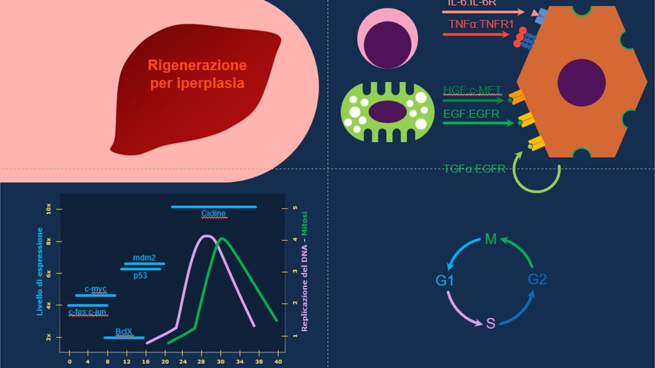 Ipertrofia e iperplasia