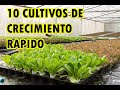 10 CULTIVOS DE RÁPIDO CRECIMIENTO Y COSECHA - HORTALIZAS