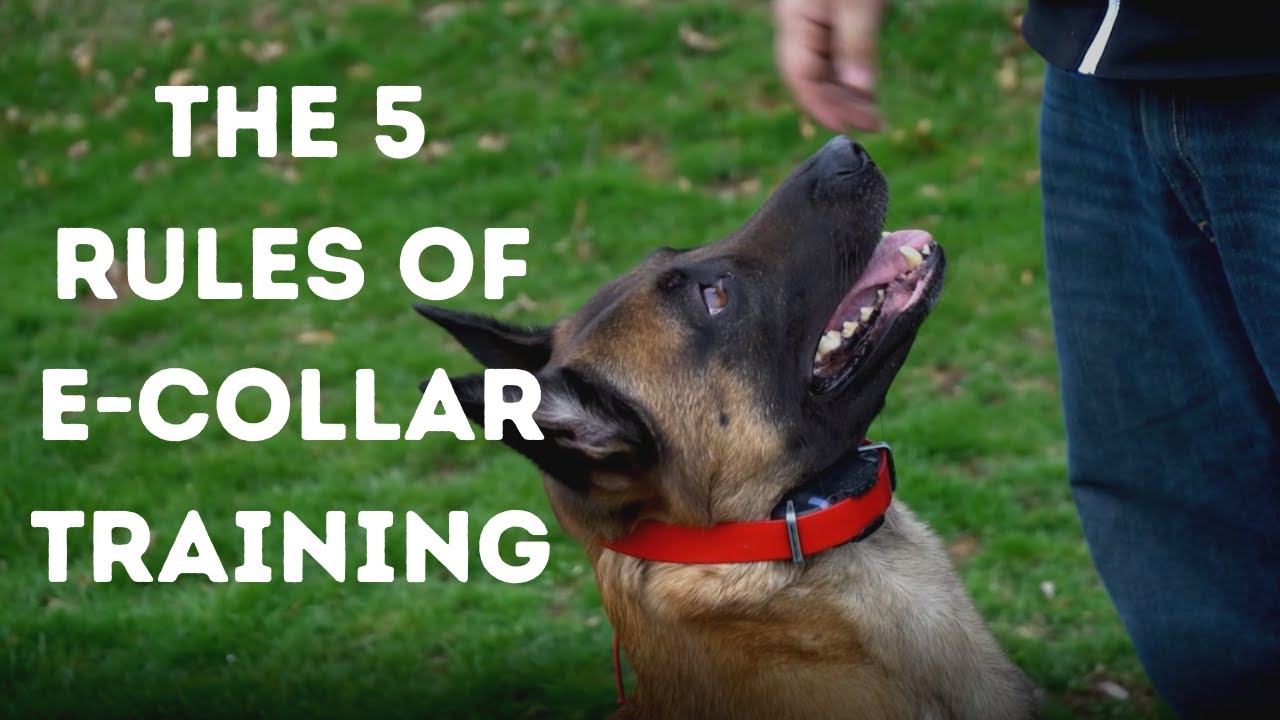The 5 Rules of E-Collar Training - Part One - YouTube
