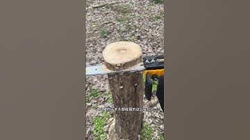 chainsaw that can easily cut down a tree#chainsaws #hardware#tools #viralvideo #foryou