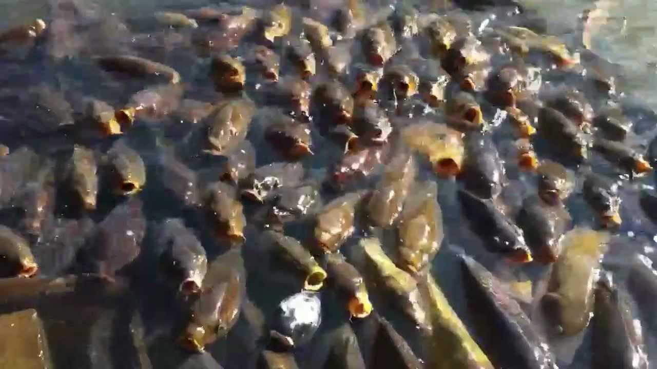 こうやって魚は陸上に上がった Youtube こうやって魚は陸上に上がった Youtube