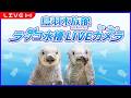 鳥羽水族館ラッコ水槽ライブカメラ　TOBA AUARIUIM SEA OTTER LIVE CAMERA