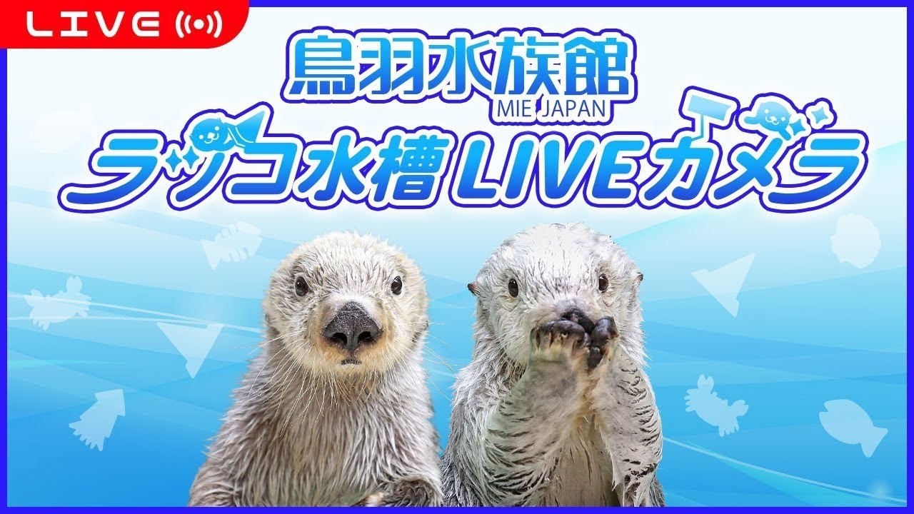 鳥羽水族館ラッコ水槽ライブカメラ　TOBA AUARIUIM SEA OTTER LIVE CAMERA