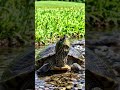 Turtle's Peaceful Journey Across the USA Meadow 🐢🌼