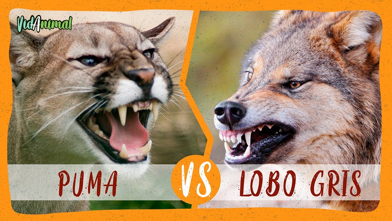 PUMA VS LOBO GRIS ¿Cuál ganaría una batalla 1vs1? - YouTube