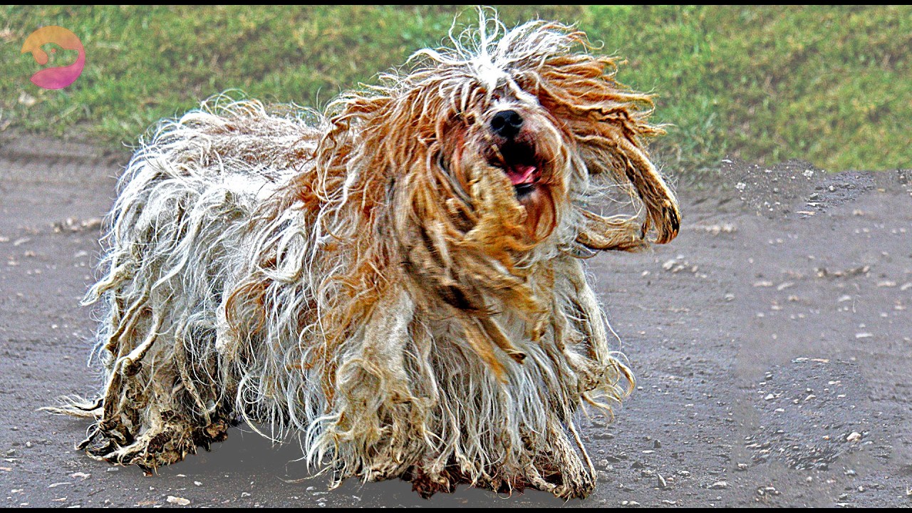 Rescue Team Saves Poodle Blinded by Her Own Fur From Disaster!