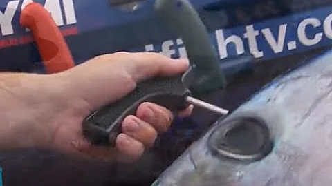 Tuna Champions - Brain Spiking