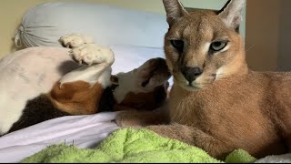 Waking up with Roo the Caracal and Bessie the Beagle