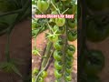 Tomato Clusters!
