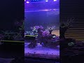 wrasse acclimating