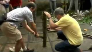 Azteca Ants Attack scientists in Venezuela