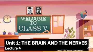 THE BRAIN AND THE NERVES | Lecture 4 | New Oxford Primary Science by Nicholas Horsburgh #WhatJVDoes