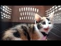 CUTEST Calico Kitten Meowing in Carrier