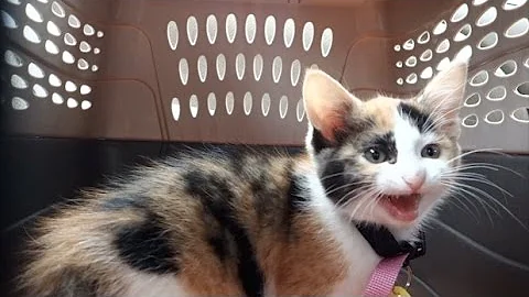 Video 5471641: maine coon mix kitten, ginger maine coon kitten, shelter maine coon kitten, adorable maine coon kitten, maine coon kitten adoption, maine coon rescue, cutest kitten meowing, calico kitten