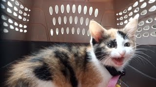 CUTEST Calico Kitten Meowing in Carrier