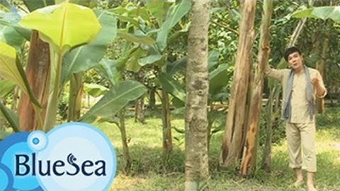 Lý Sanh Tiền - Hồ Quang Lộc [Official MV]