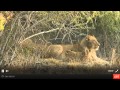 Styx Lion Cubs on Sunrise Drive 6/11/2015