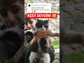 Kedi sevdim 😹 #keşfet #ytdayibenionecikarnolur #keşfetedüş #öneçıkar