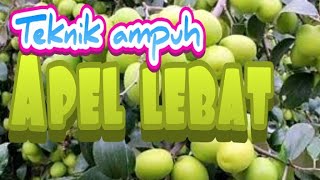 Teknik supaya apel India berbuah lebat di tanah, 100% terbukti