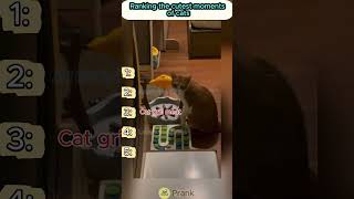 #top #cat #adorably #funny #funnycats #joyfu