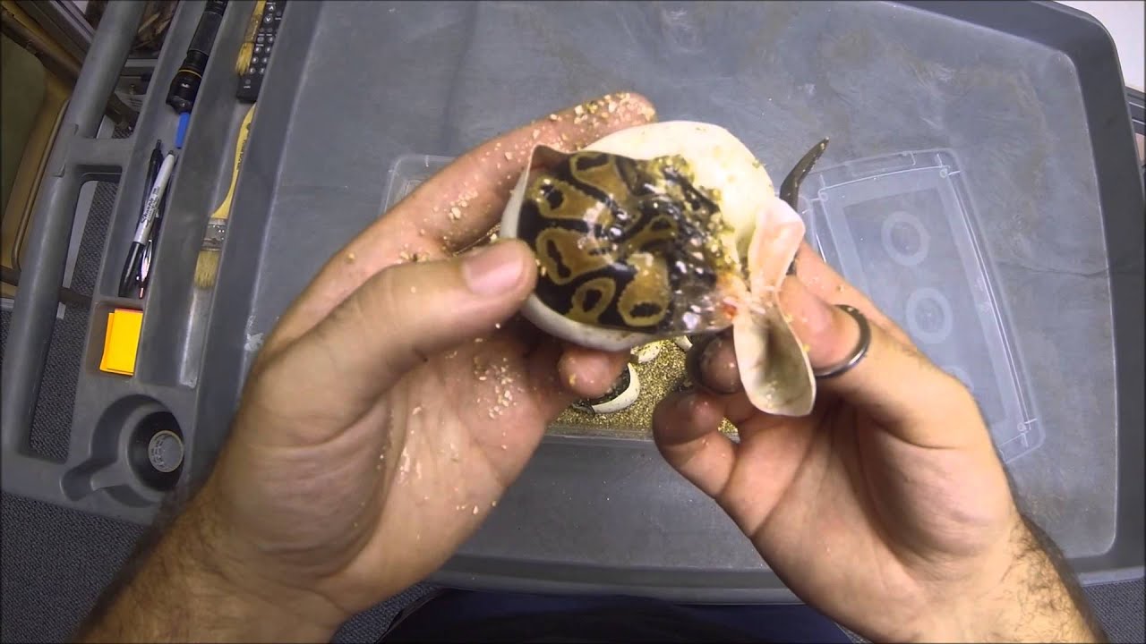 ballo bibaho Quick clutch cut and tortoise pens!