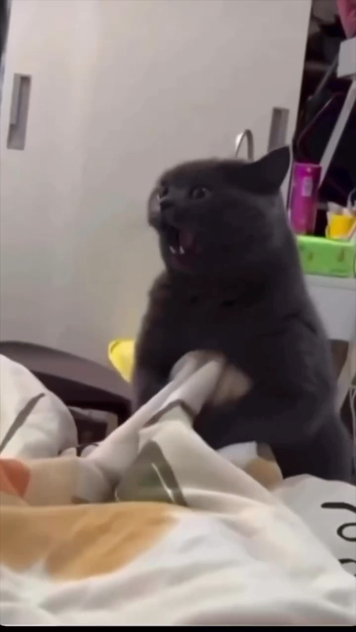Crazy Cat ? #tim