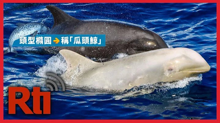 Albino whale reappears off Taiwan’s east coast after two years | Taiwan News | RTI - DayDayNews