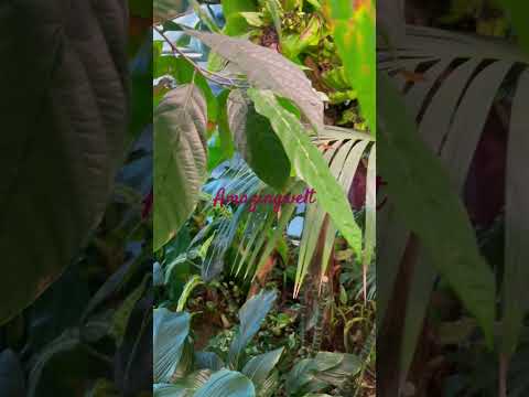  شجرة الكاكاو