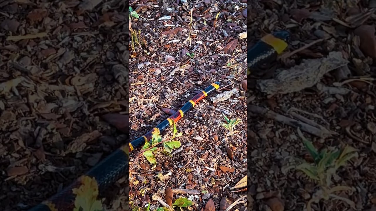 This #snake almost bit me today #whatisthis - #florida #venomous