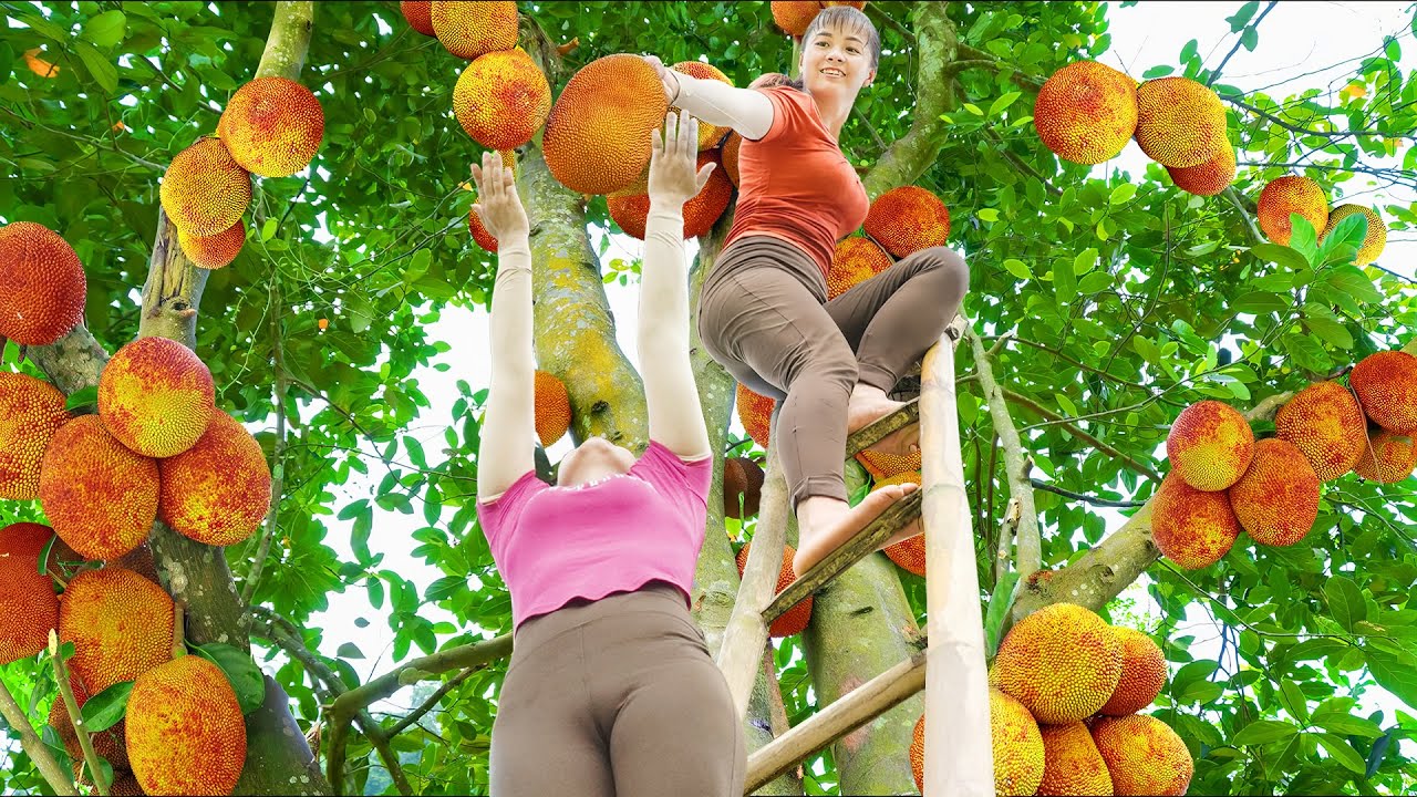 Use 3-Wheeled Truck To Harvesting Lots Of Pineapple & Jackfruit Goes To Countryside Market Sell