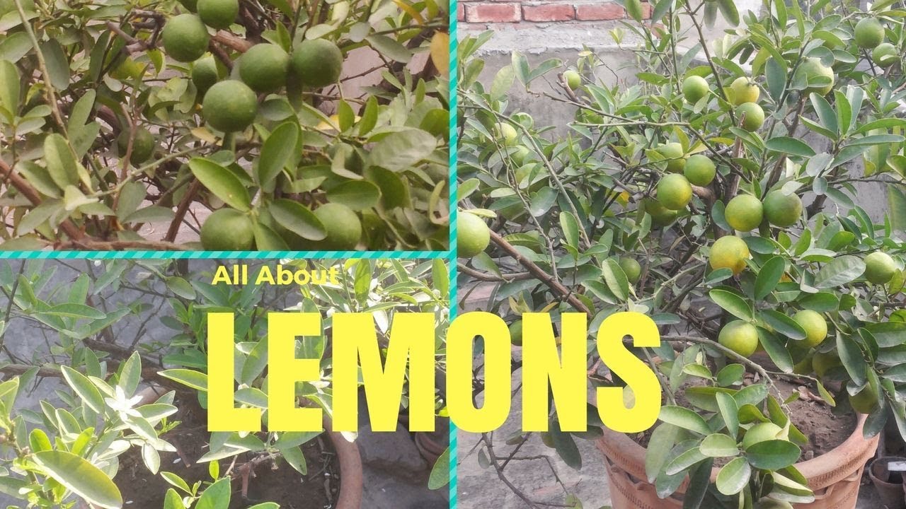 How to Get lots of Lemons Citrus After White Flowers in Big Container | Asim Nawaz Garden
