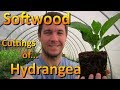 Propagating Softwood Cuttings of Hydrangea | Rooting Cuttings Earlier in the Summer