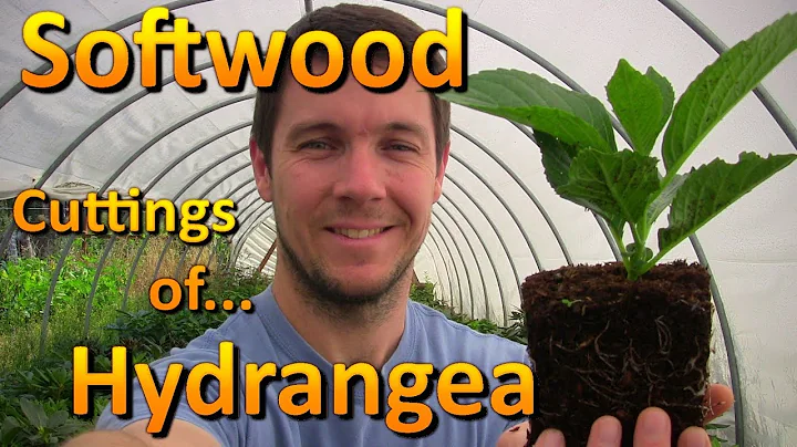Propagating Softwood Cuttings of Hydrangea | Rooting Cuttings Earlier in the Summer - DayDayNews