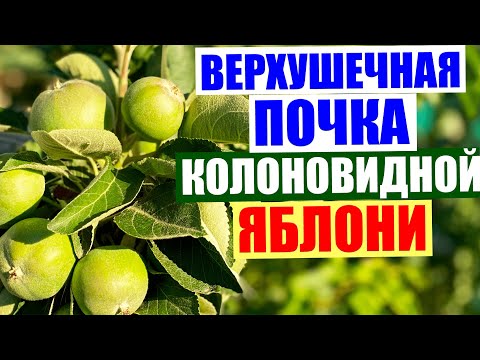 ვიდეო: რა უნდა გააკეთოს მებაღე და მებაღე სექტემბერში