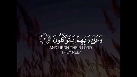 القارئ سعد الغامدي | ارح سمعك.. تلاوة هادئة تريح القلب والعقل💙🎧