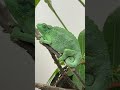 Meet a Jackson’s Chameleon!