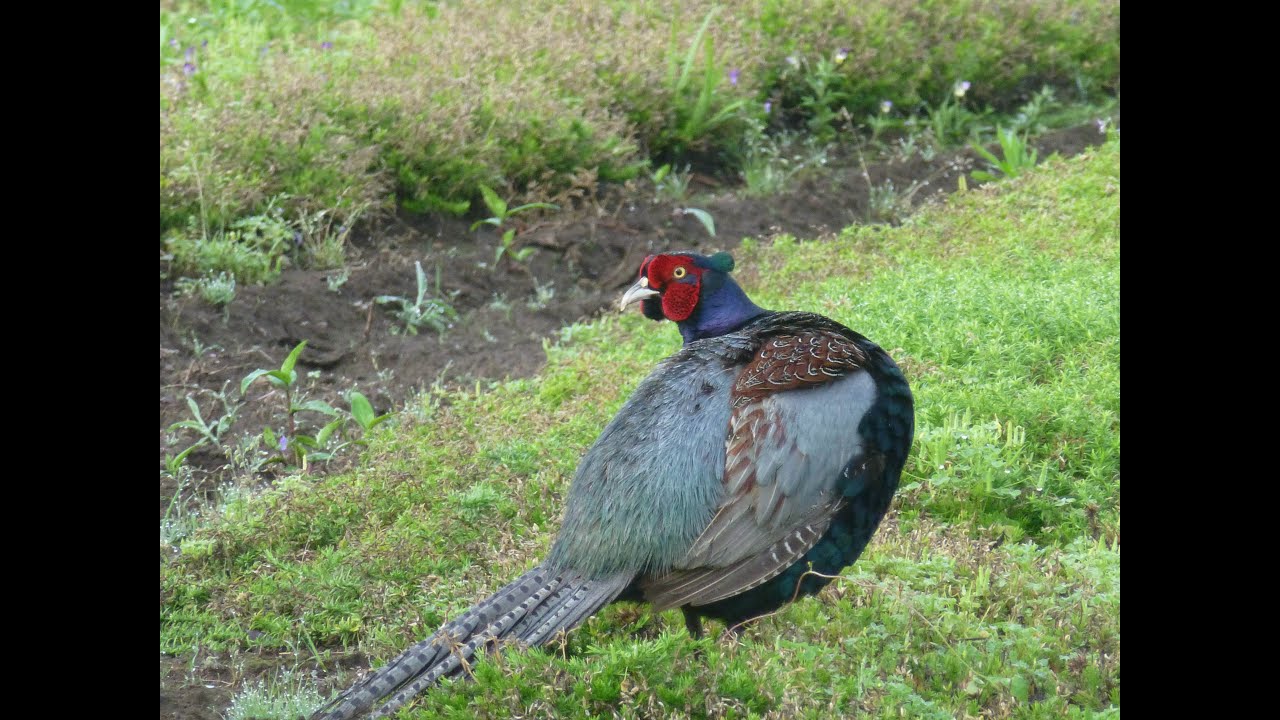 野生のキジ 雄の鳴き声 Youtube 野生のキジ 雄の鳴き声 Youtube