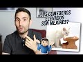 ¿Son mejores los comederos elevados para gatos?