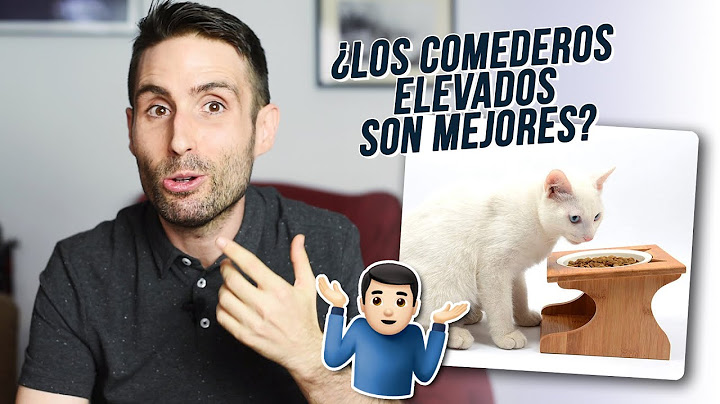 ¿Son mejores los comederos elevados para gatos?