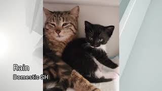 Pet Connection Rain 6-23-20